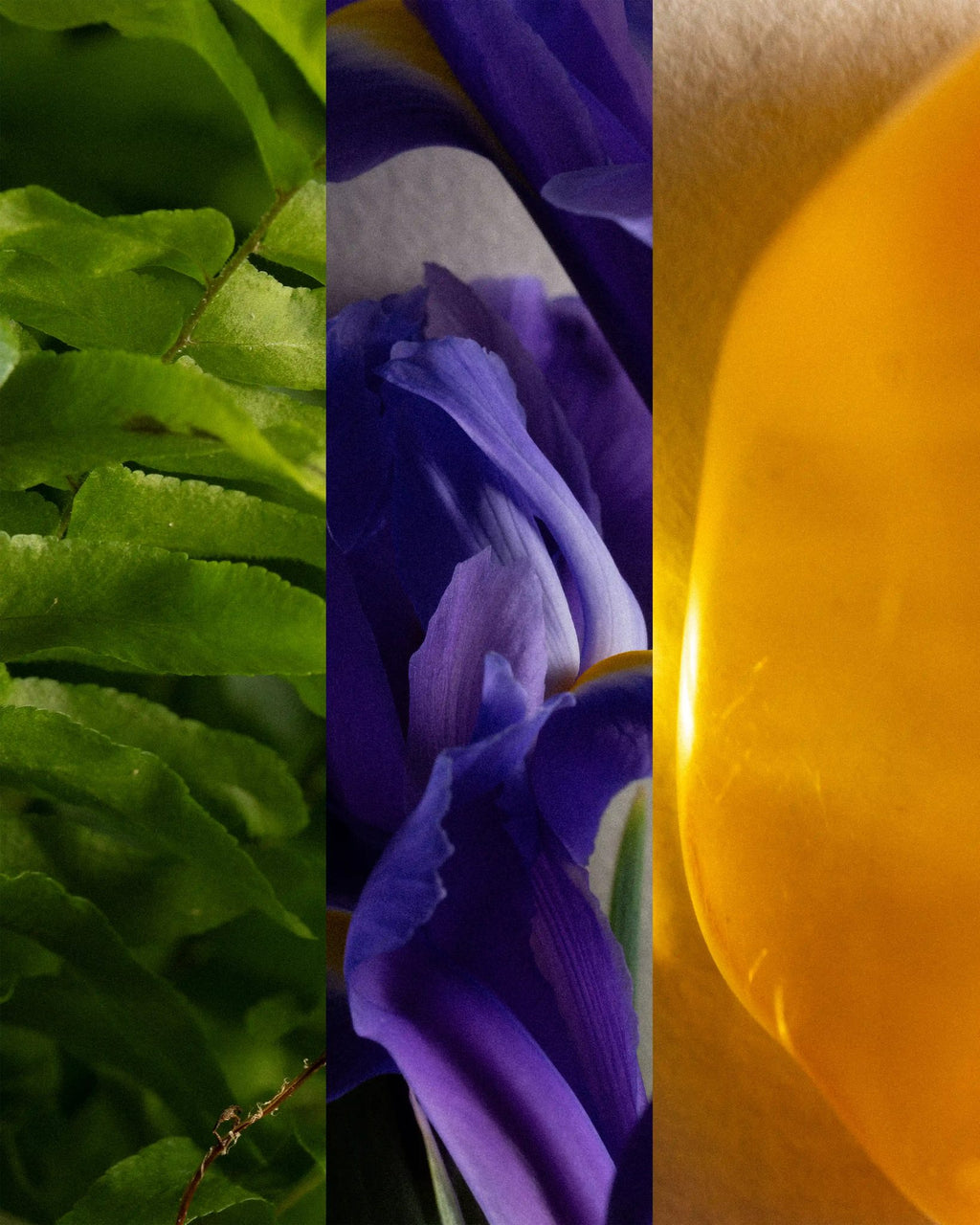 Fougère Dusk ingredients triptych