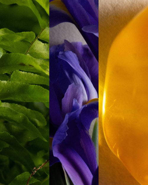 Fougère Dusk ingredients triptych