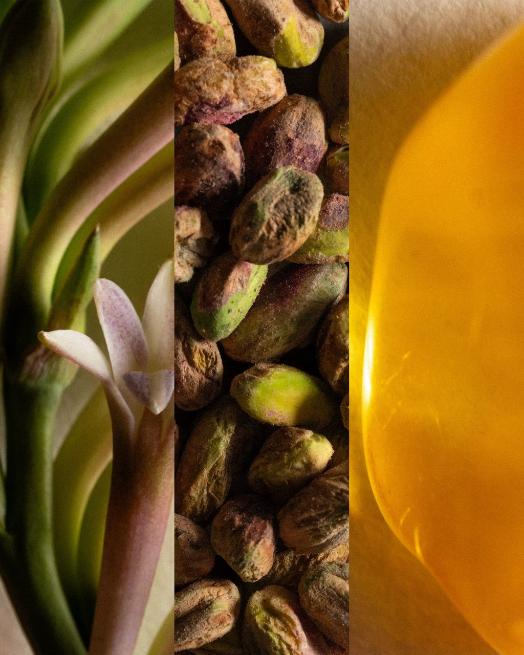 Tuberose Solaris ingredients triptych