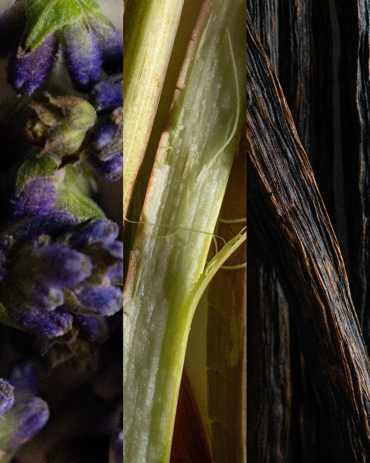 Vanille L'Amant ingredients triptych