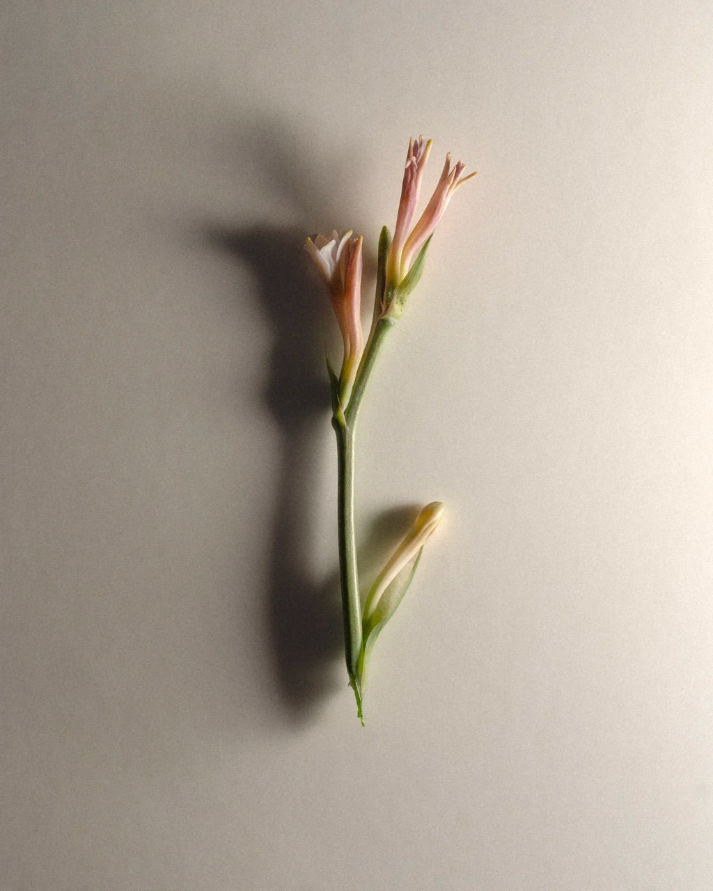 Tuberose Solaris hero ingredient