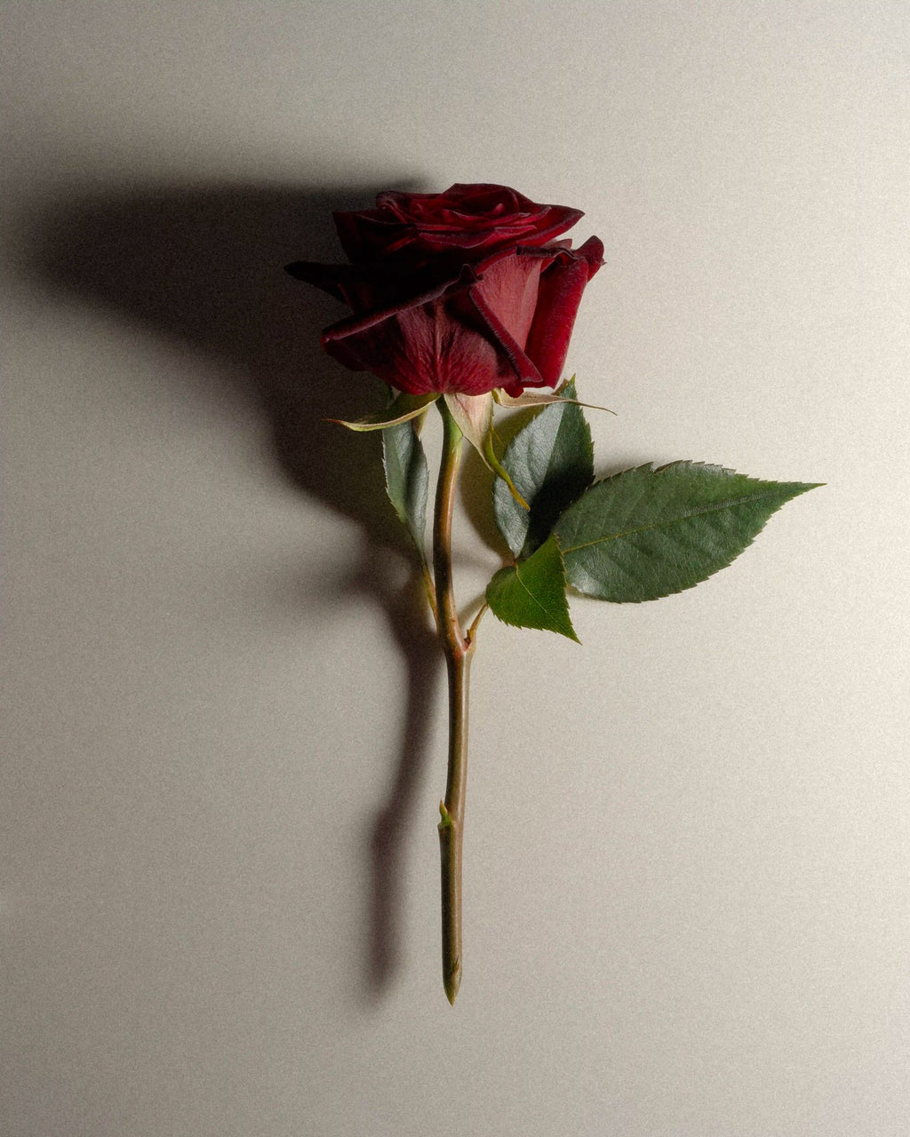 Wild Rose Vice hero ingredient