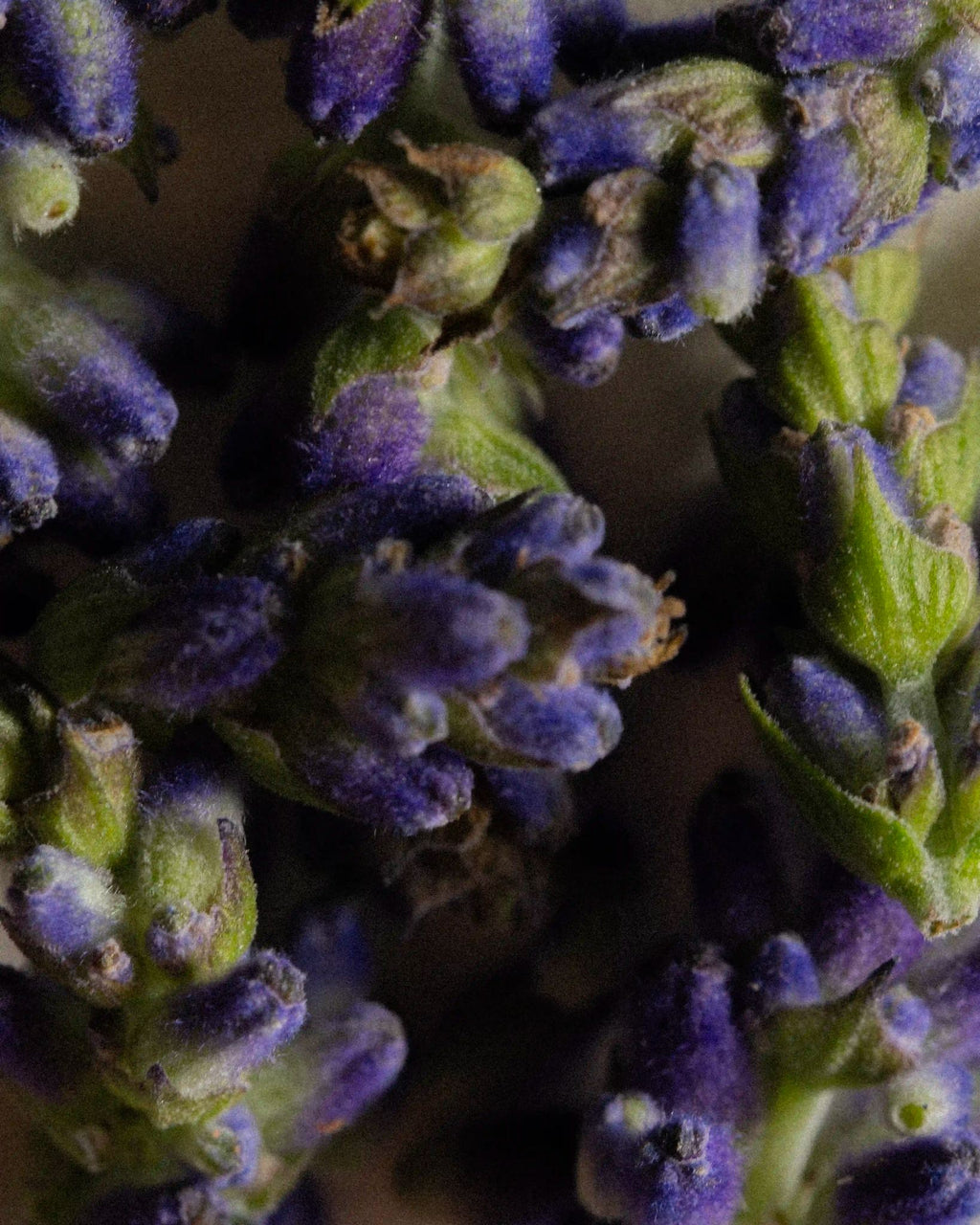 Fougère Dusk ingredient: lavender
