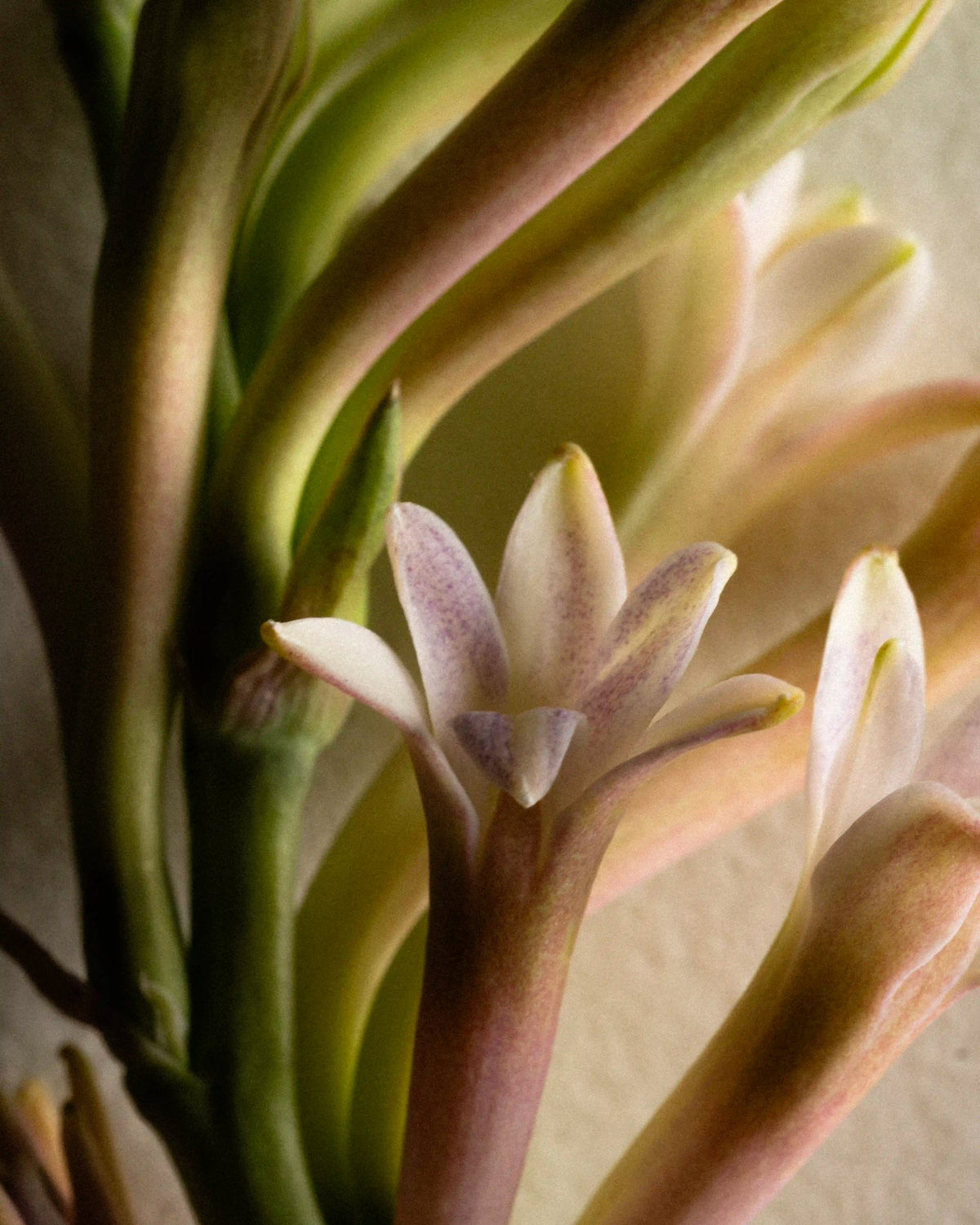 Tuberose Solaris ingredient: tuberose