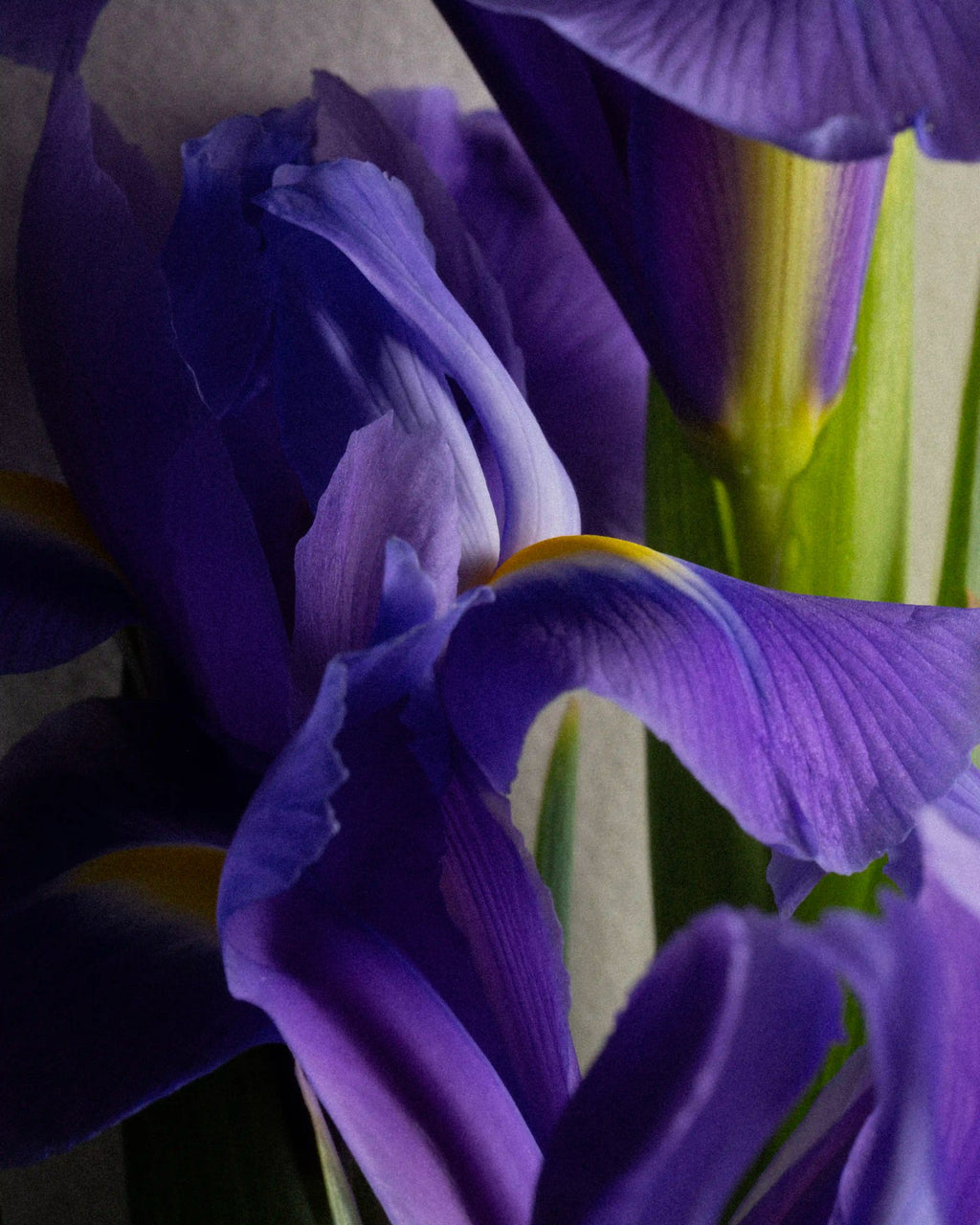 Fougère Dusk ingredient: iris