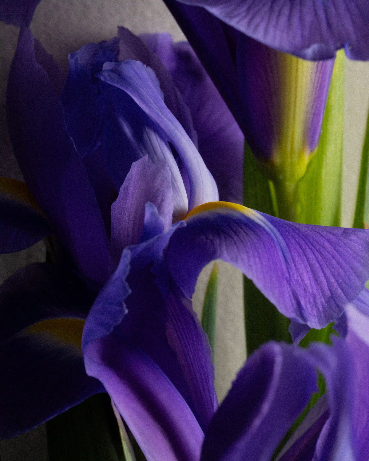 Fougère Dusk ingredient: iris