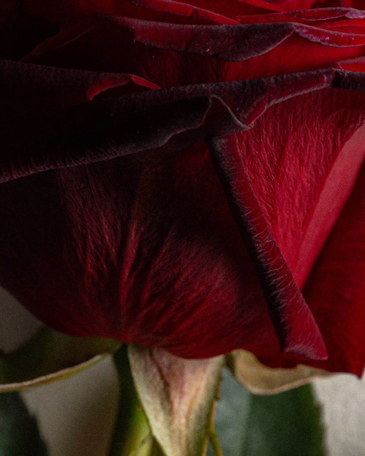 Bourbon Dusk ingredient: rose